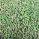 Rachel and Atti (995135)