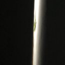 Atti and a Lizard (997304)