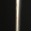 Atti and a Lizard (995403)