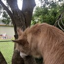 Rachel and Atti (994084)