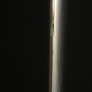 Atti and a Lizard (996126)