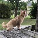 Rachel and Atti (994475)