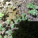 Tracking Atti's Intestinal Illness (994623)