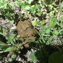 Tracking Atti's Intestinal Illness (994653)