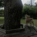 Rachel and Atti (996603)