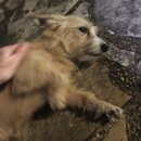 Tracking Atti's Intestinal Illness (995504)