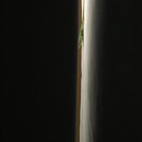 Atti and a Lizard (995222)