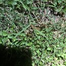 Tracking Atti's Intestinal Illness (997369)