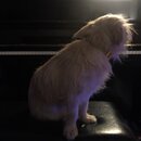 Atticus Finch! (996434)