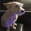 Atticus Finch! (995469)