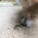 Atti and a Lizard (996690)