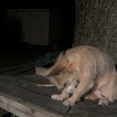 Atticus Finch! (994028)