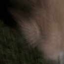 Atticus Finch! (996440)