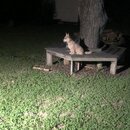 Atticus Finch! (994596)