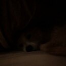 Atticus Finch! (997179)