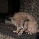 Atticus Finch! (995339)