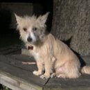 Atticus Finch! (994307)