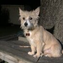 Atticus Finch! (997142)