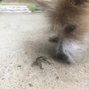 Atti and a Lizard (995177)