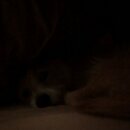 Atticus Finch! (994102)