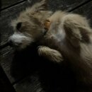 Atticus Finch! (994828)