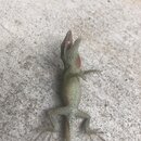 Atti and a Lizard (996671)