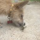 Atti and a Lizard (997542)