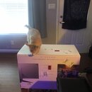 Alienware Monitor Setup (996560)