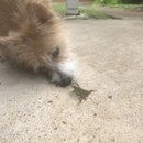 Atti and a Lizard (997615)