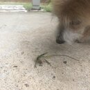 Atti and a Lizard (997132)