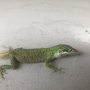 Atti and a Lizard (993854)