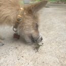 Atti and a Lizard (996406)