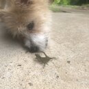 Atti and a Lizard (996750)