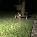 Atticus Finch! (996591)