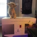 Alienware Monitor Setup (994656)