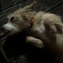 Atticus Finch! (995567)