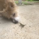 Atti and a Lizard (996723)