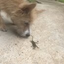 Atti and a Lizard (997052)