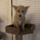 Atticus Finch! (997436)