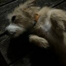 Atticus Finch! (996732)