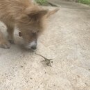 Atti and a Lizard (993619)
