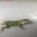 Atti and a Lizard (993328)