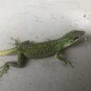 Atti and a Lizard (994128)