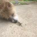 Atti and a Lizard (993852)