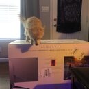 Alienware Monitor Setup (995652)