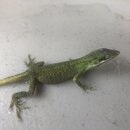 Atti and a Lizard (996357)