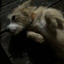 Atticus Finch! (996472)