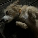 Atticus Finch! (997182)