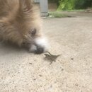 Atti and a Lizard (996303)