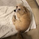 Atticus Finch! (995118)